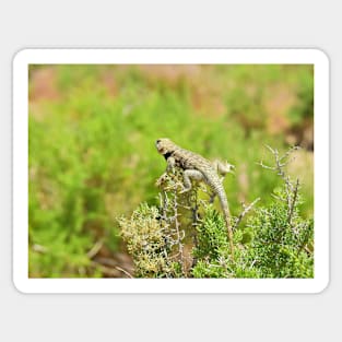 Lizards, yellow backed spiny lizard, reptiles, On the Lookout Sticker